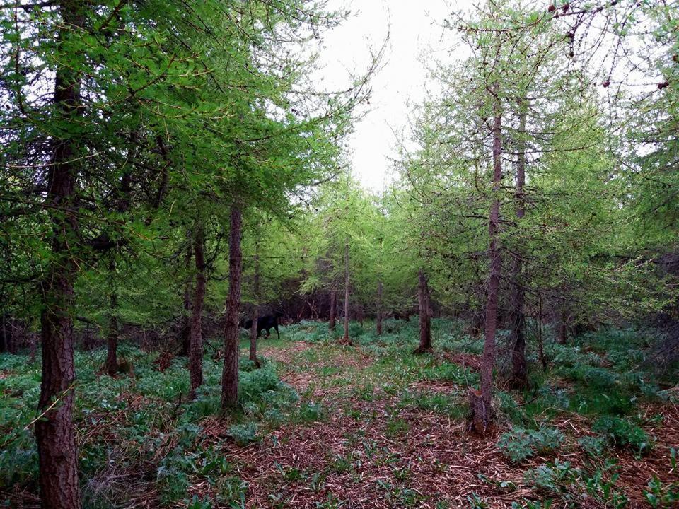 אקורירי Bakkakot 1 - Cozy Cabins In The Woods מראה חיצוני תמונה